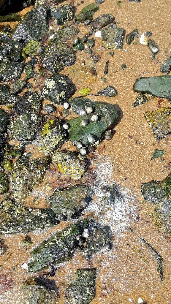 EndlingEmber's tweet image. At a beach of a late summer. Some invertebrate friends to meet.
#InverteFest becomes #MolluskMonday.
#MolluscMonday