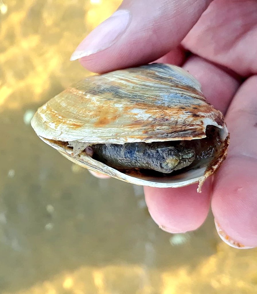 EndlingEmber's tweet image. At a beach of a late summer. Some invertebrate friends to meet.
#InverteFest becomes #MolluskMonday.
#MolluscMonday
