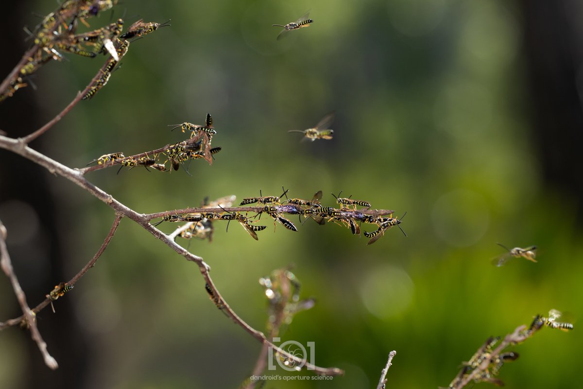 apsciencebydan's tweet image. Stripy Winged Sausage-fest
Male wasps of some species are known to bundle up together in numbers and I've seen this behavior before many times, but never anything close to this quantity. Maybe 50 total.
#InverteFest
4/30/23. N. Florida
