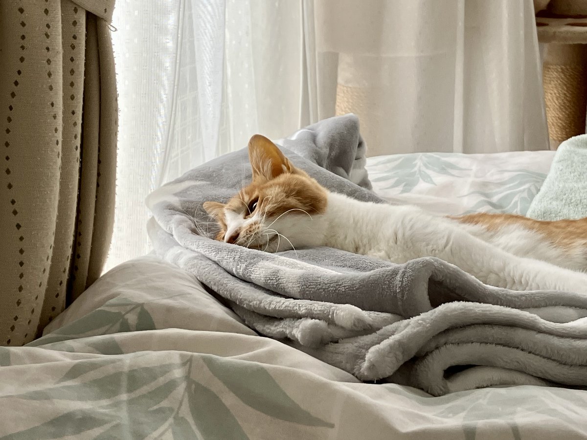 筋力が落ちると寒がる、という他の猫飼いさんのツイートを見てカイヌシが慌ててヒーターをつけたよ。あったかいのが何よりだよ。