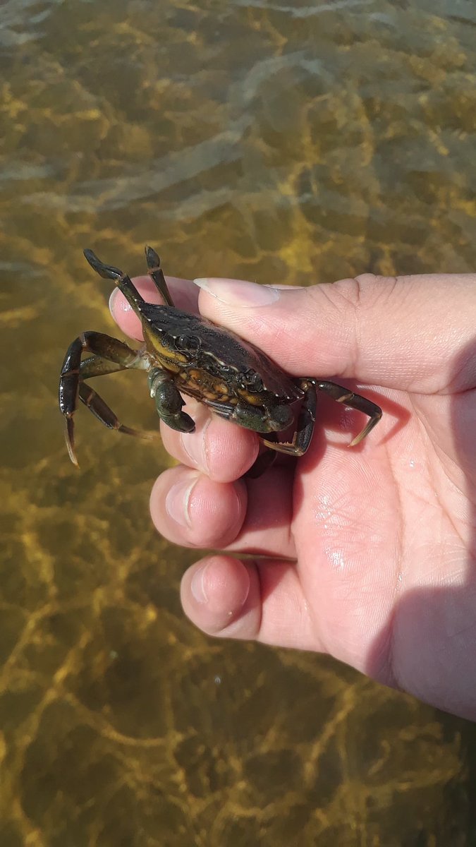 EndlingEmber's tweet image. Cute crabes. I shall adop them.

#InverteFest