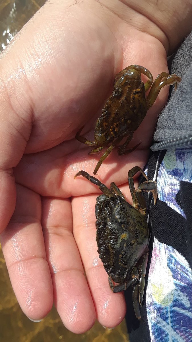 EndlingEmber's tweet image. Cute crabes. I shall adop them.

#InverteFest