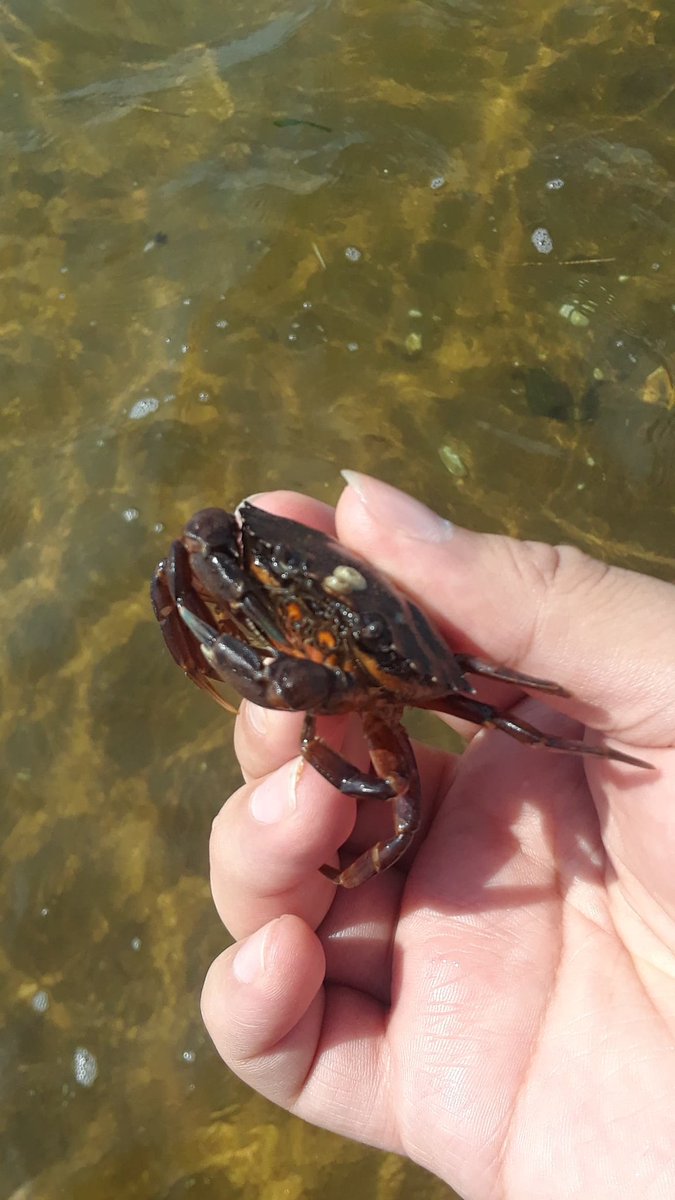 EndlingEmber's tweet image. Cute crabes. I shall adop them.

#InverteFest