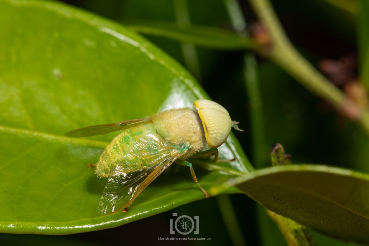 apsciencebydan's tweet image. Lots of male flies seem to have heads made of 99% compound eyes, but the green horsefly boys seem like 110% eye.

Imagine a magnificent hunk of human male, just with 2 giant eyes peering at you from where a head would be. Or don't. That's probably best.
#InverteFest
4/30/23