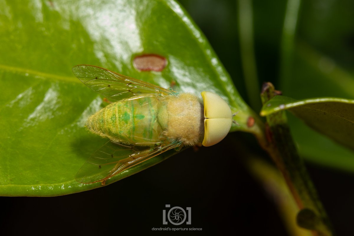apsciencebydan's tweet image. Lots of male flies seem to have heads made of 99% compound eyes, but the green horsefly boys seem like 110% eye.

Imagine a magnificent hunk of human male, just with 2 giant eyes peering at you from where a head would be. Or don't. That's probably best.
#InverteFest
4/30/23