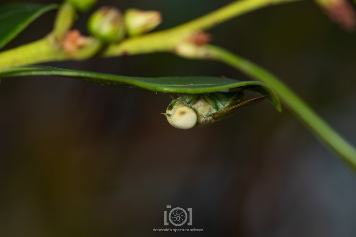apsciencebydan's tweet image. Lots of male flies seem to have heads made of 99% compound eyes, but the green horsefly boys seem like 110% eye.

Imagine a magnificent hunk of human male, just with 2 giant eyes peering at you from where a head would be. Or don't. That's probably best.
#InverteFest
4/30/23