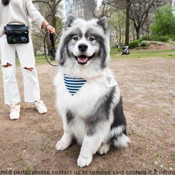 RMcgill1225674's tweet image. Meet Zeus, a 3-year-old Samoyed/Siberian Husky mix experiencing Central Park for the first time. He's afraid of horses, hates sewers and heights; often hides behind his owners near ledges or windows. #dogsofnewyork #citylife #doglovers #Pets