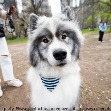 RMcgill1225674's tweet image. Meet Zeus, a 3-year-old Samoyed/Siberian Husky mix experiencing Central Park for the first time. He's afraid of horses, hates sewers and heights; often hides behind his owners near ledges or windows. #dogsofnewyork #citylife #doglovers #Pets