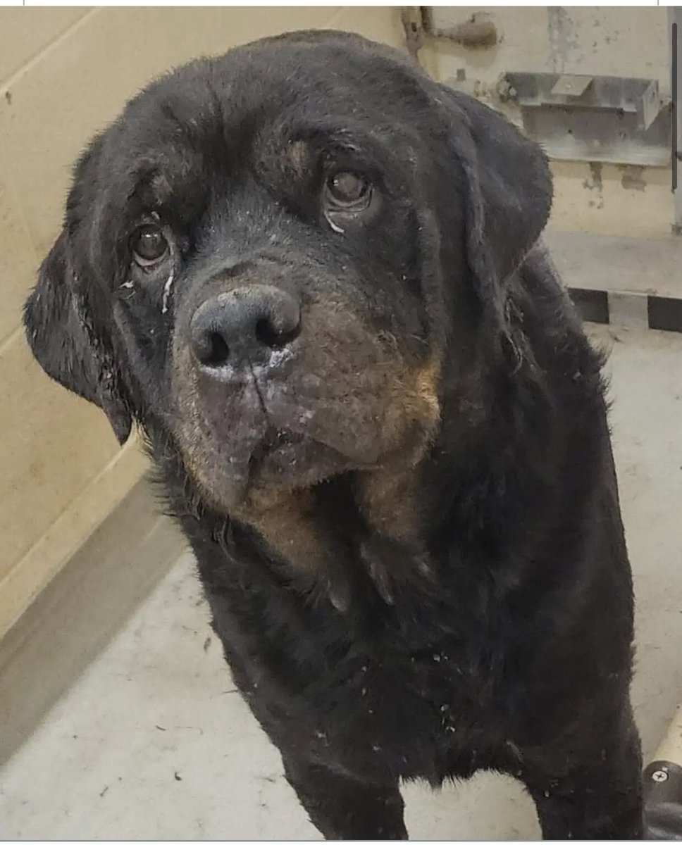 Iza_2021's tweet image. 🆘Euthanasia🆘

Kane #A103334418 came to #hernandocounty animal service #fl as a #stray on 4/25/23. He was covered head to toe with severe infected dermatitis. He has been a very sweet boy but he is painful to the touch in certain areas. With Kane’s condition, he is going to…