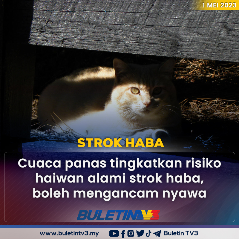 BuletinTV3's tweet photo. STROK HABA | Cuaca panas melampau yang kini melanda beberapa negara bukan sahaja memberi kesan kepada manusia, malah menimbulkan risiko kepada haiwan termasuk mengalami strok haba.

Berita penuh di https://t.co/ev0PqILjjM https://t.co/J9BBq0wuNu