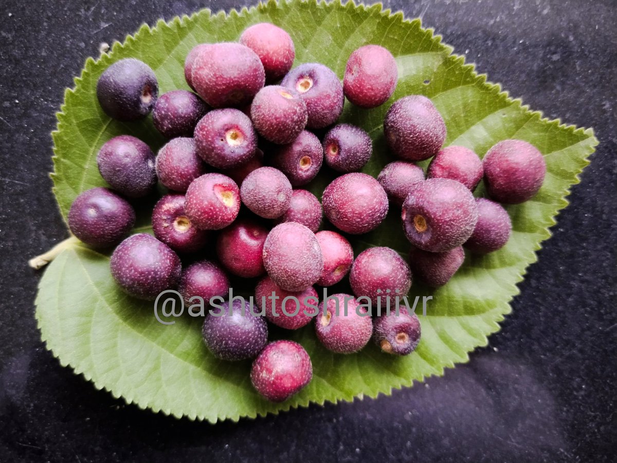 ashutoshraiiivr's tweet photo. I love it. What about you! #Phalsa #Grewia_asiatica https://t.co/kqSk7zcUmy