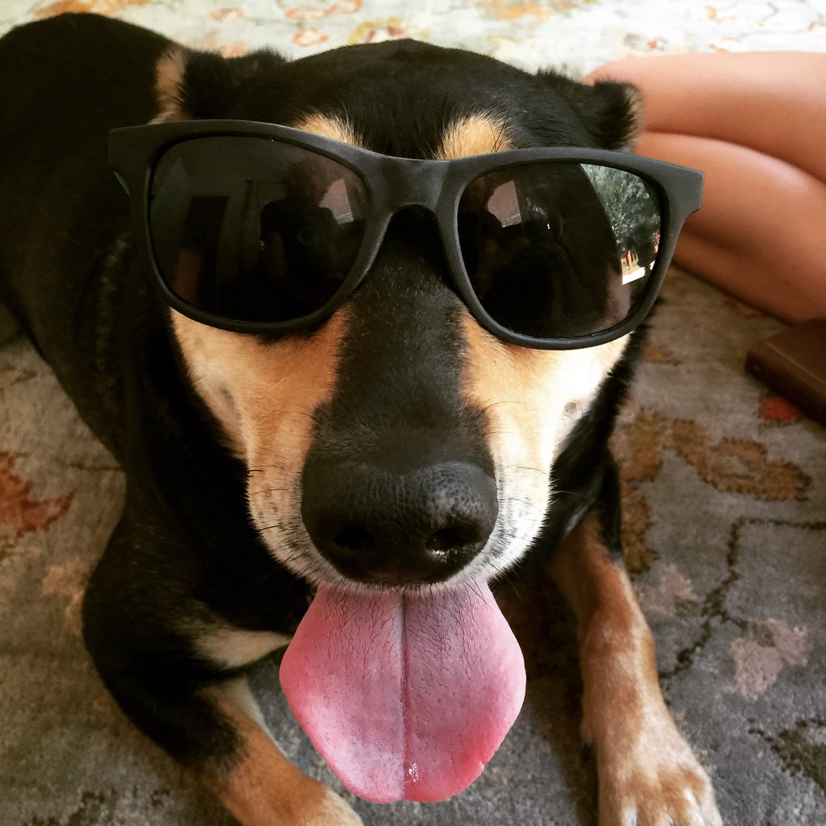 DannyChauncey's tweet photo. @Phil_Sledge Charlotte….our black and brown rescue dog with sunglasses. She was a miracle dog! https://t.co/Ftv5vhRHZ2