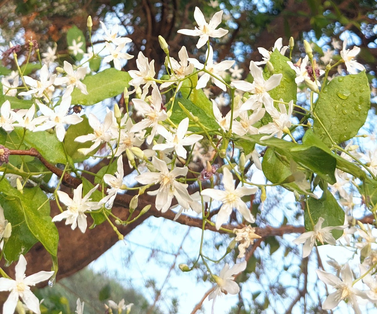 ThangamaniN2's tweet photo. #Wrightia tinctoria
#வெப்பாலை https://t.co/SSjIpf0B0N