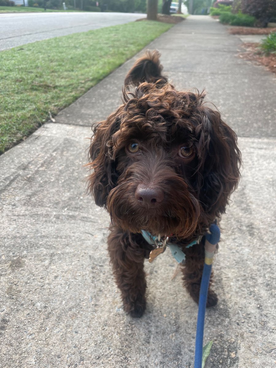 Fur child and I did a 2 mile run with other pups. Many sniffs and butt wiggles were had by all.