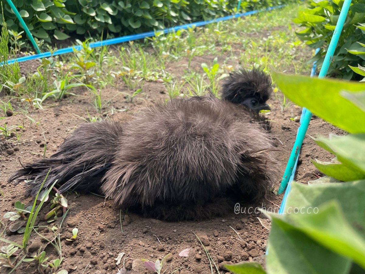 ucchan_cocco's tweet photo. このふわふわ、とくと見てほしい。 https://t.co/Z3dn8ZWVKn