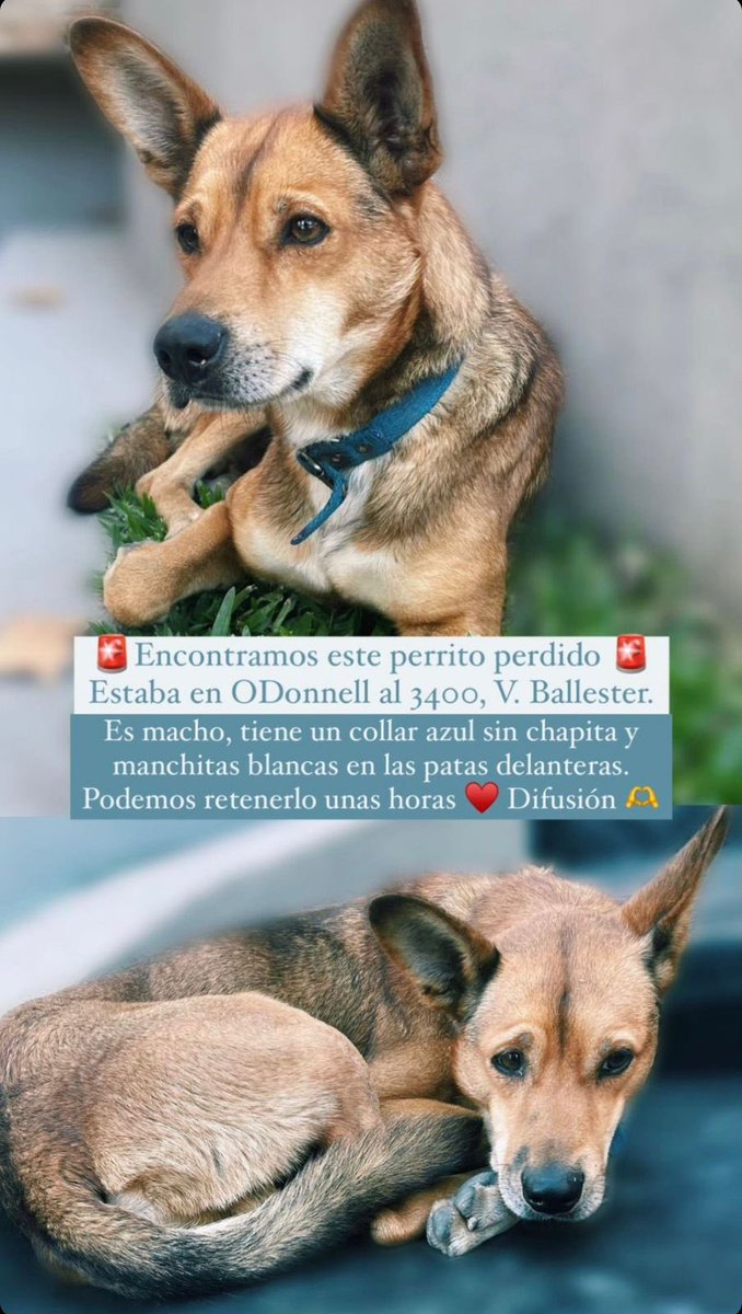 RenBerecoechea's tweet photo. DIFUNDIR 🐶🙏🏻♥️ #VillaBallester https://t.co/5VCGQCwXSg