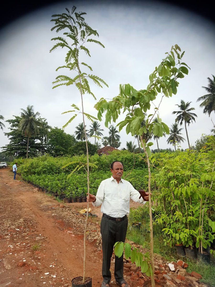 ராஜமுந்திரியிலிருந்து இரண்டு வயது, 8 முதல் 10 அடி உயரமுள்ள வேம்பு, கடம்பு, பூவரசு, நாவல் போன்ற 12000 நாட்டு மரங்கள் சென்னைக்கு கொண்டுவரப்படுகிறது. பசுமை மிக்க சென்னையாக மாற்ற இந்த வாரத்தில் இம்மரங்கள் நடப்பட்டு சென்னையிலுள்ள பூங்காக்களில் நிழல் தரும். #ChennaiCorporation