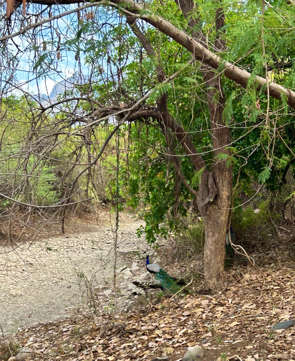 Postcards from Girnar Reserve