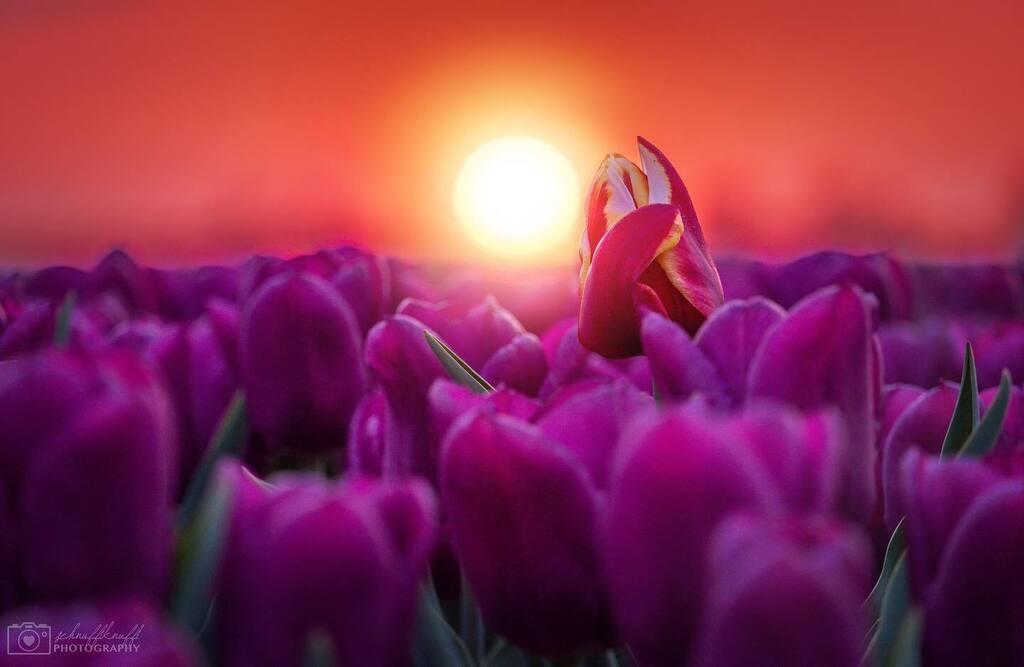 One in a million….

#schwaneberg #tulpen #tulpenfeld #tulips #tulipfields #schwanebergtulpen #sachsenanhalt #saxonyanhalt #meinsachsenanhalt #fiftyshades_of_nature #sunset #sonnenuntergang #sunsetphotography #mdrjump #germanroamers #sonyalpha #sonyal… instagr.am/p/CrsY-9og-p7/