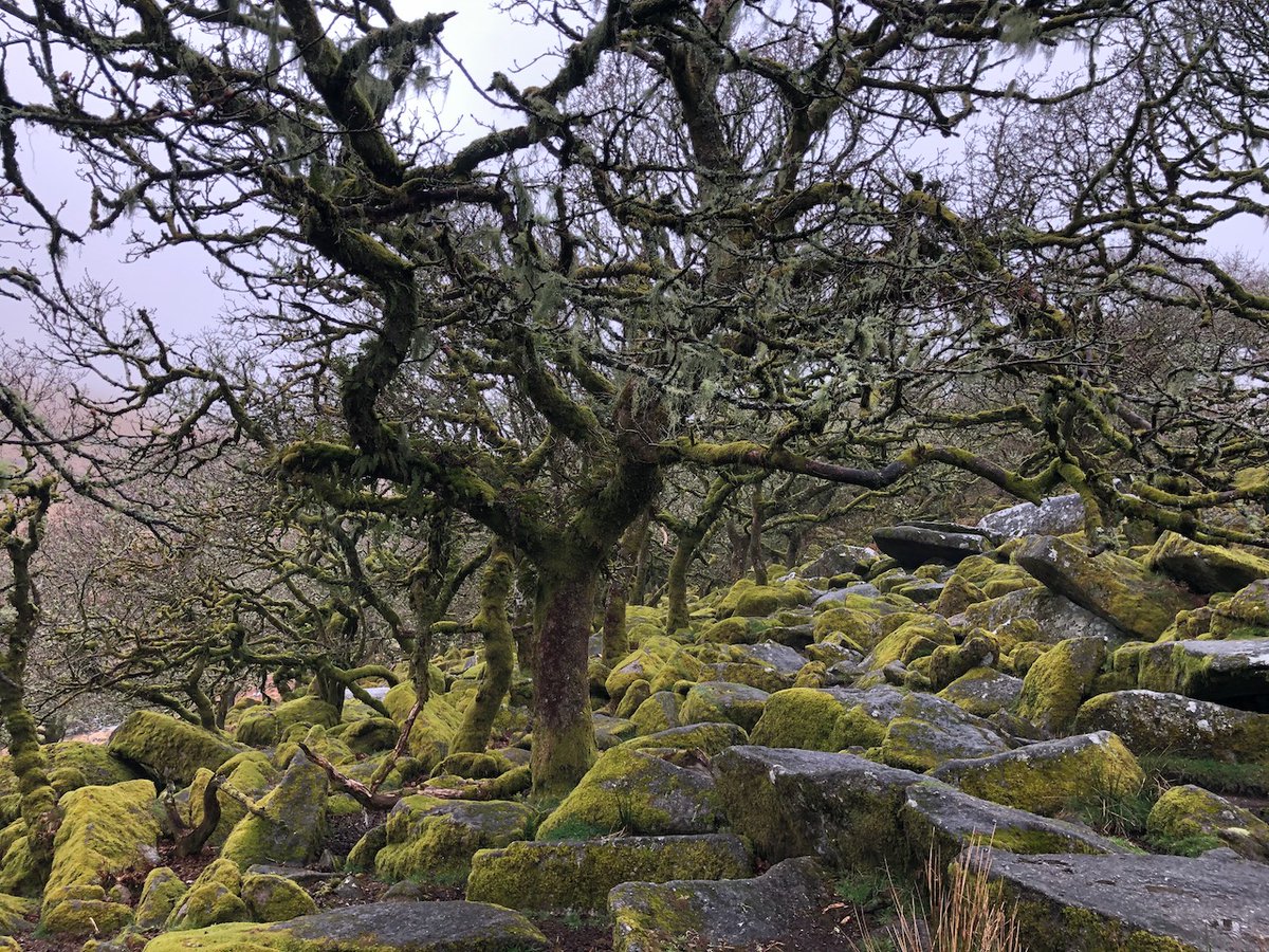 CrossParks_'s tweet photo. A wet but wonderful morning in Wistman's Woods. #LostRainforestsOfBritain #Dartmoor #Devon #Spring #GuyShrubsole https://t.co/LM4Psiopk4
