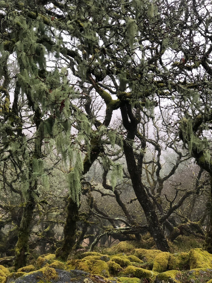 CrossParks_'s tweet photo. A wet but wonderful morning in Wistman's Woods. #LostRainforestsOfBritain #Dartmoor #Devon #Spring #GuyShrubsole https://t.co/LM4Psiopk4