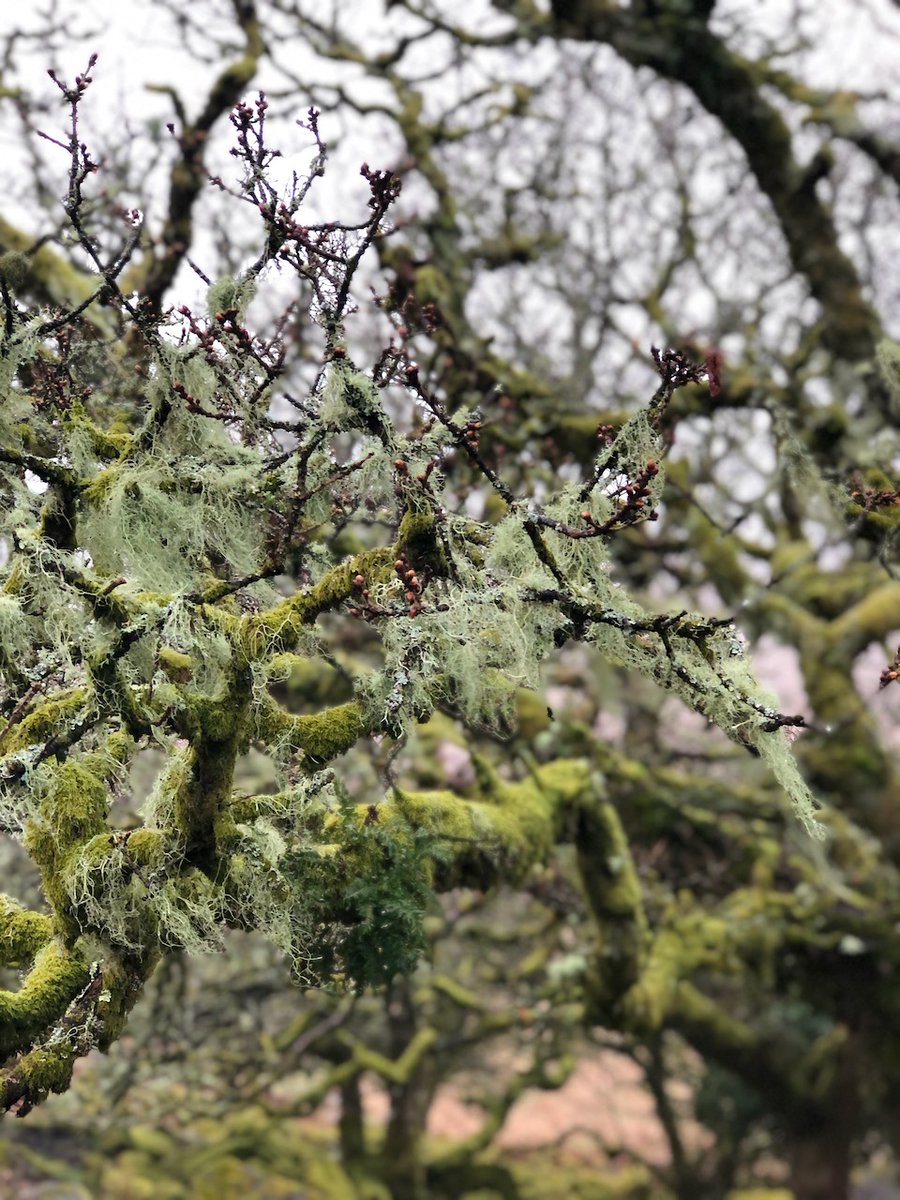 CrossParks_'s tweet photo. A wet but wonderful morning in Wistman's Woods. #LostRainforestsOfBritain #Dartmoor #Devon #Spring #GuyShrubsole https://t.co/LM4Psiopk4