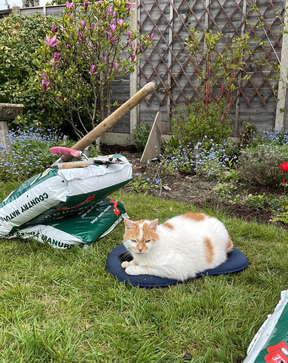 Helping mum in the garden by keeping her kneeler warm!😹 #Hedgewatch #Catsoftwitter