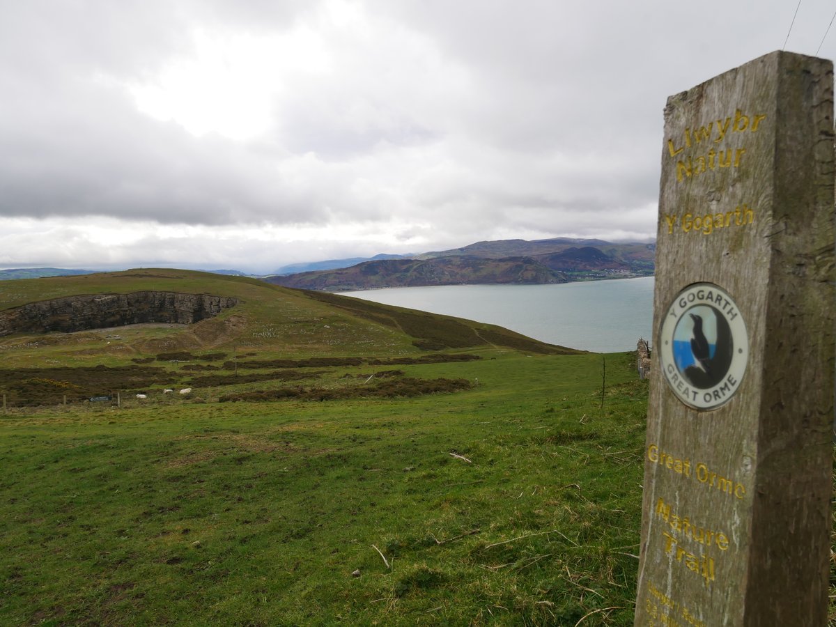 naturesworkuk's tweet photo. Join me for a FREE walk on the Great Orme with @MOSTYN_Wales_ Sat May 13th
Booking: https://t.co/JlBOKEKGUx
#wales #northwales #walks #freewalk #greatorme https://t.co/C7BTUmLsUG