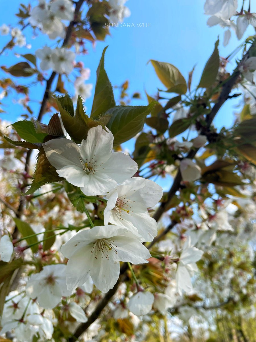 SundaraWije's tweet photo. Oh the cherry blossoms ❤️ #cherryblossoms #sundarawije https://t.co/Dsiamg0mvq