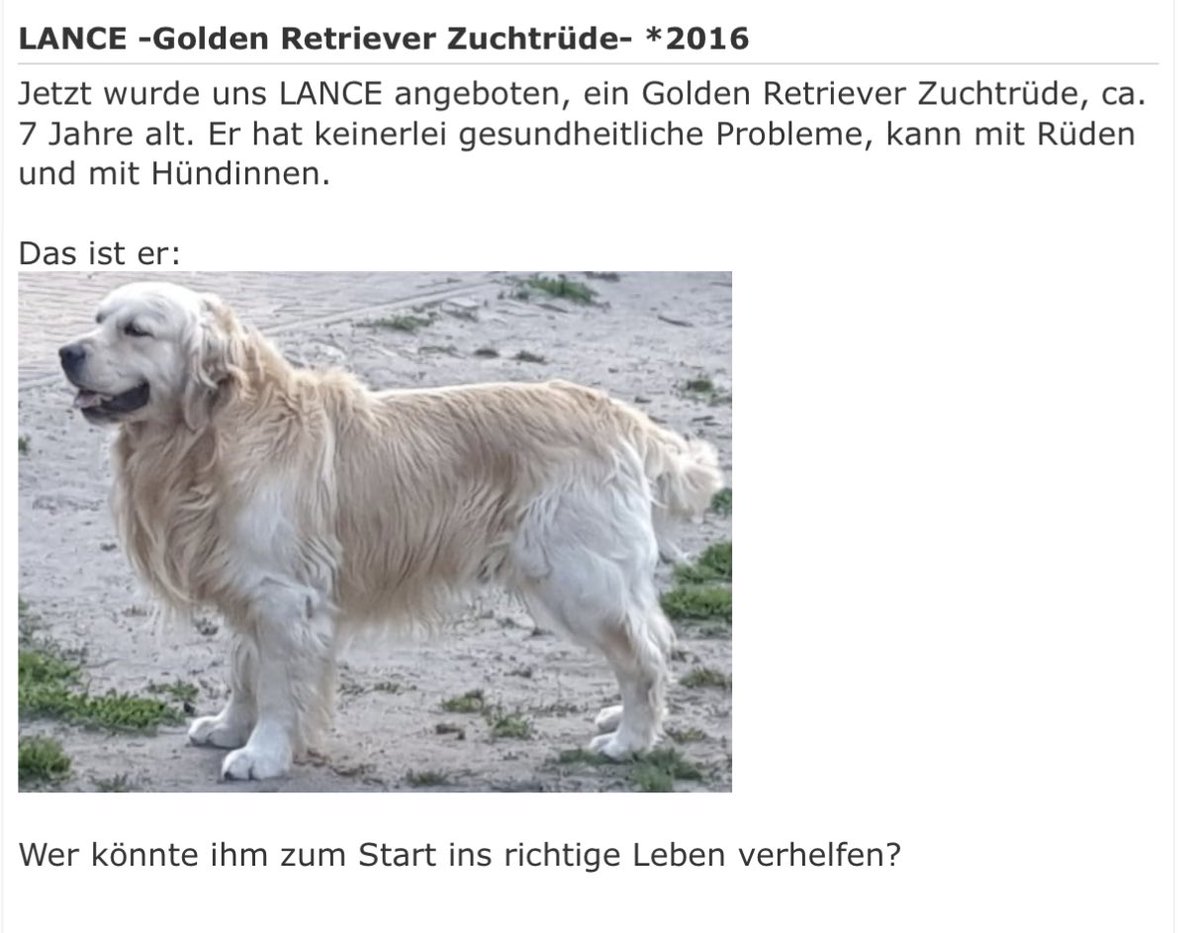 Falls jemand jemanden kennt, der jemanden kennt… Lance wartet schon seit März auf eine Pflegestelle🥺