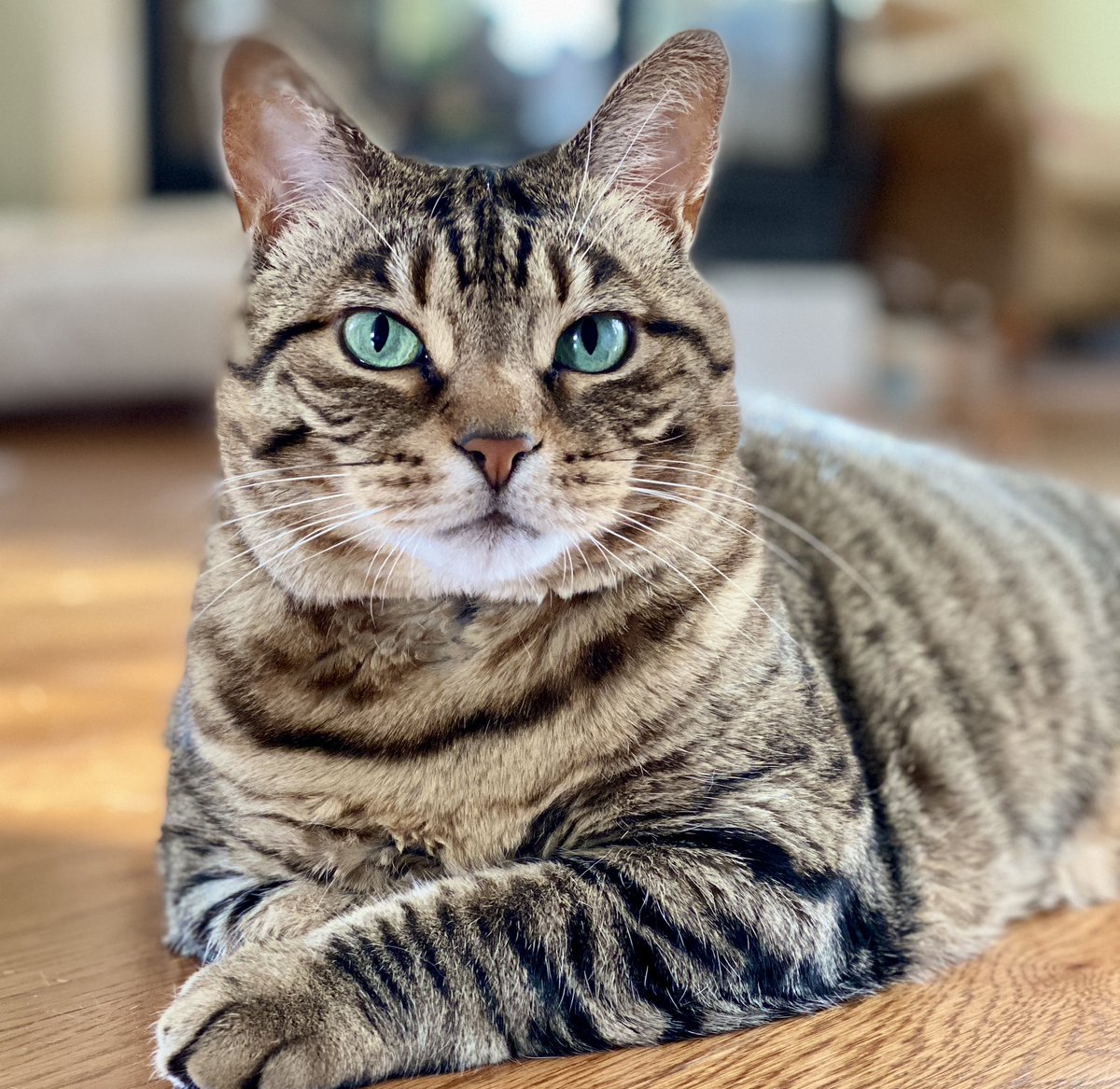 Cats fill an emptiness in our lives we didn’t even know we had. 

Happy Monday #CatsOfTwitter ❤️