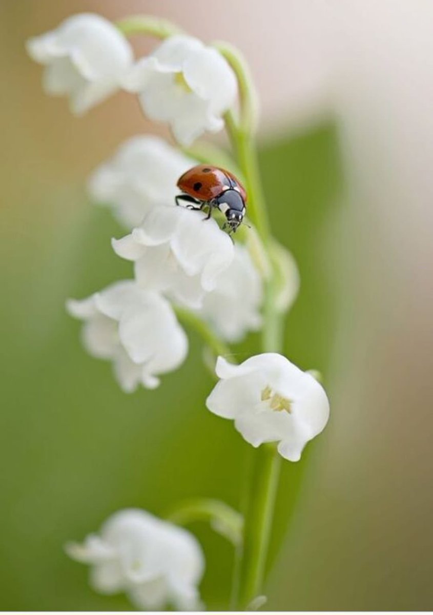 Frédéric Lacas tweet media