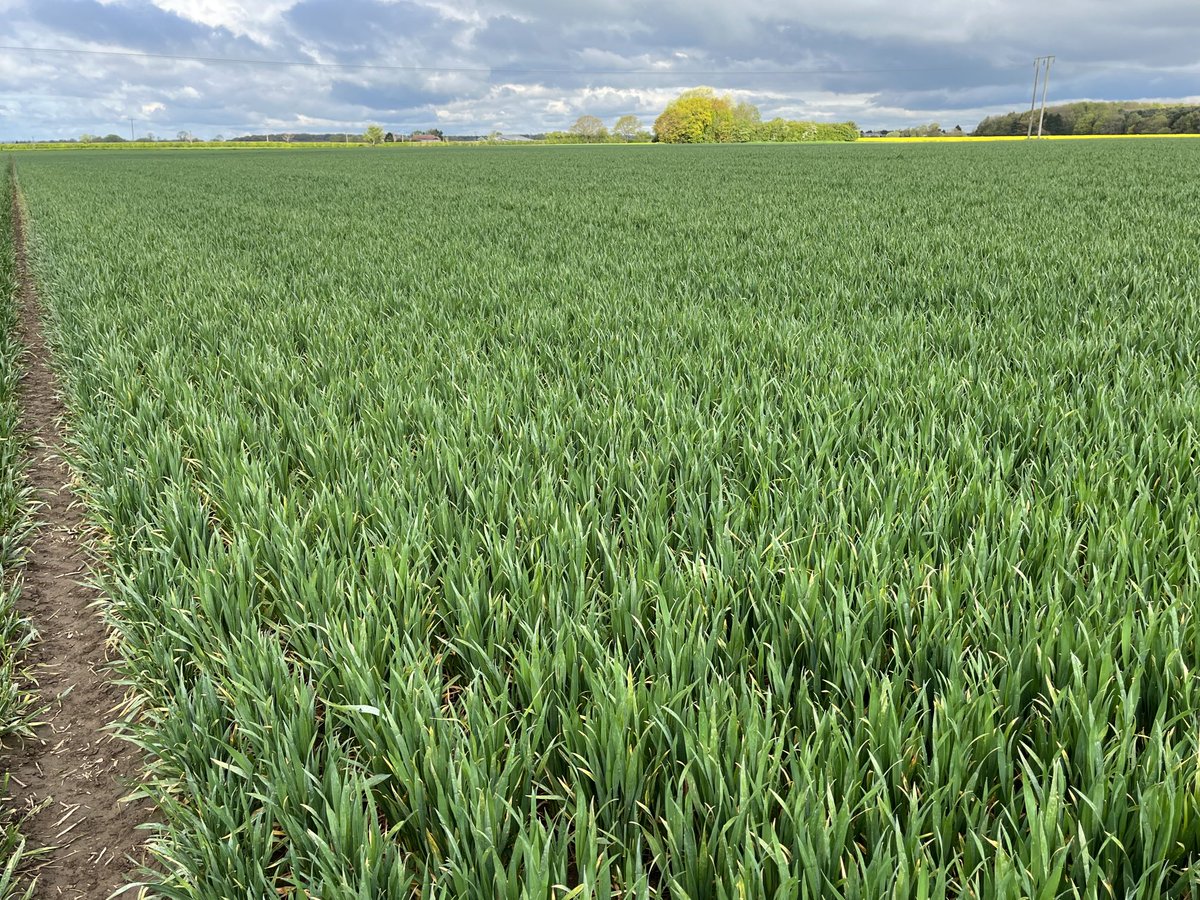 SustEnvFarming's tweet image. Bit of a ‘look-see’ on #breadwheat #skyfall to see if there is any impact on grain protein - two different soil types and alternate tramlines 
#nsensor might pick these up in a couple of weeks?
Aim- less fertiliser, less impact, same quality ⁦@Crop_Intellect⁩
