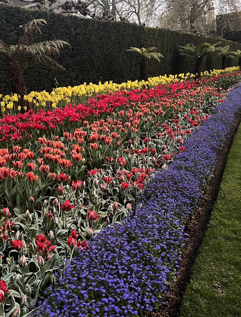 AjcJasmine09's tweet image. This is 💐what I love about during springtime.glorious gardens,vibrant flowers and breath fresh air,get out in nature. It really is a lovely day out!

#springinlondon #LabourDay #tulips #garden_walk #londonpark