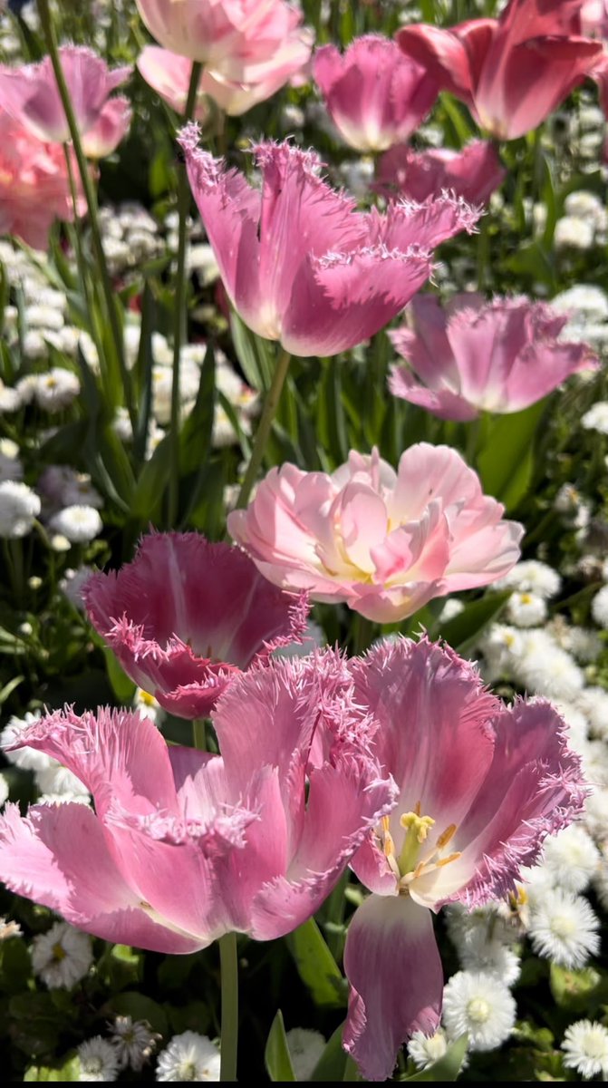 AjcJasmine09's tweet image. This is 💐what I love about during springtime.glorious gardens,vibrant flowers and breath fresh air,get out in nature. It really is a lovely day out!

#springinlondon #LabourDay #tulips #garden_walk #londonpark