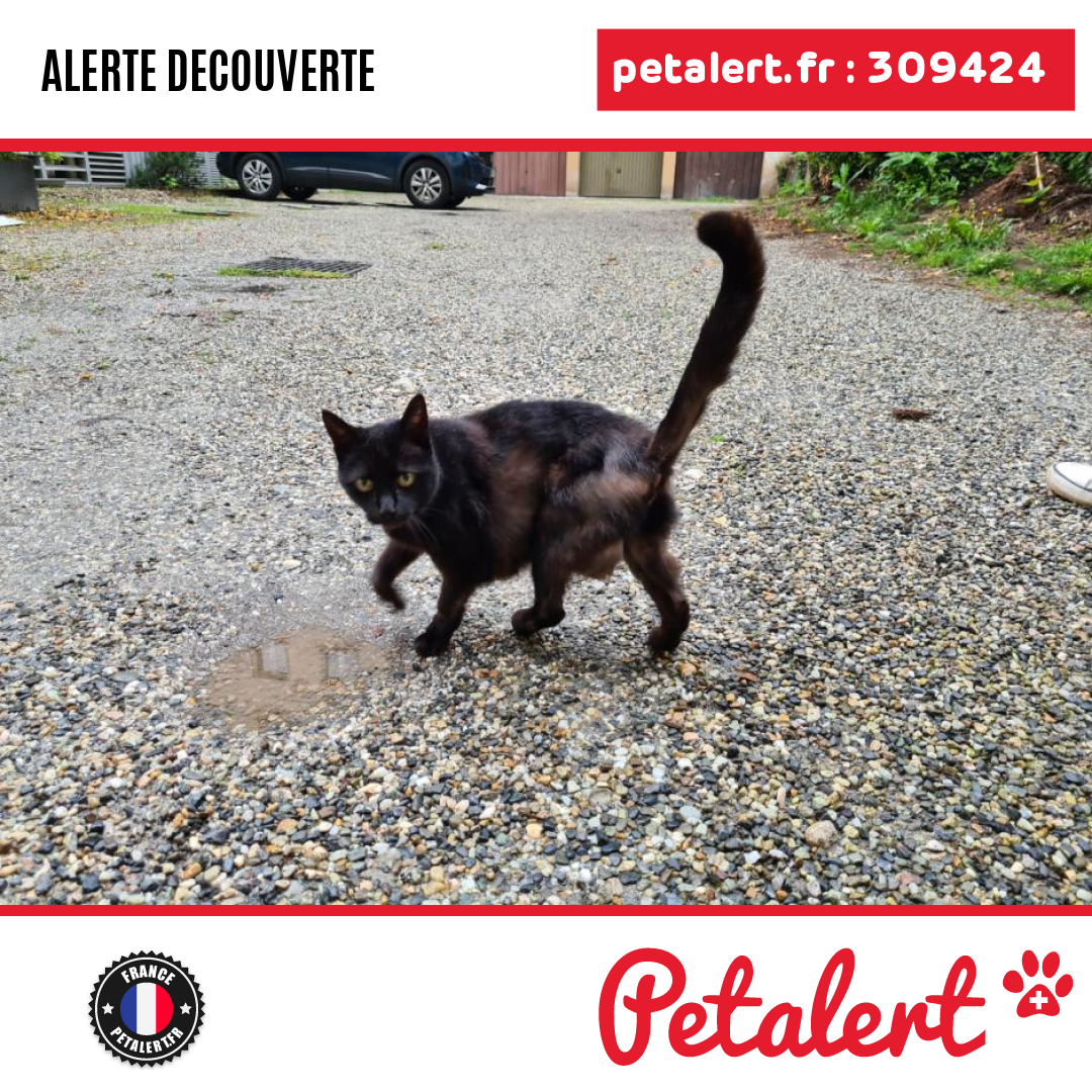 petalert_france's tweet photo. Trouvé #Chat #Savoie #Chambery #Petalert #PetAlert73 / https://t.co/BPJjTsDqhr https://t.co/nGuRjMPCk1