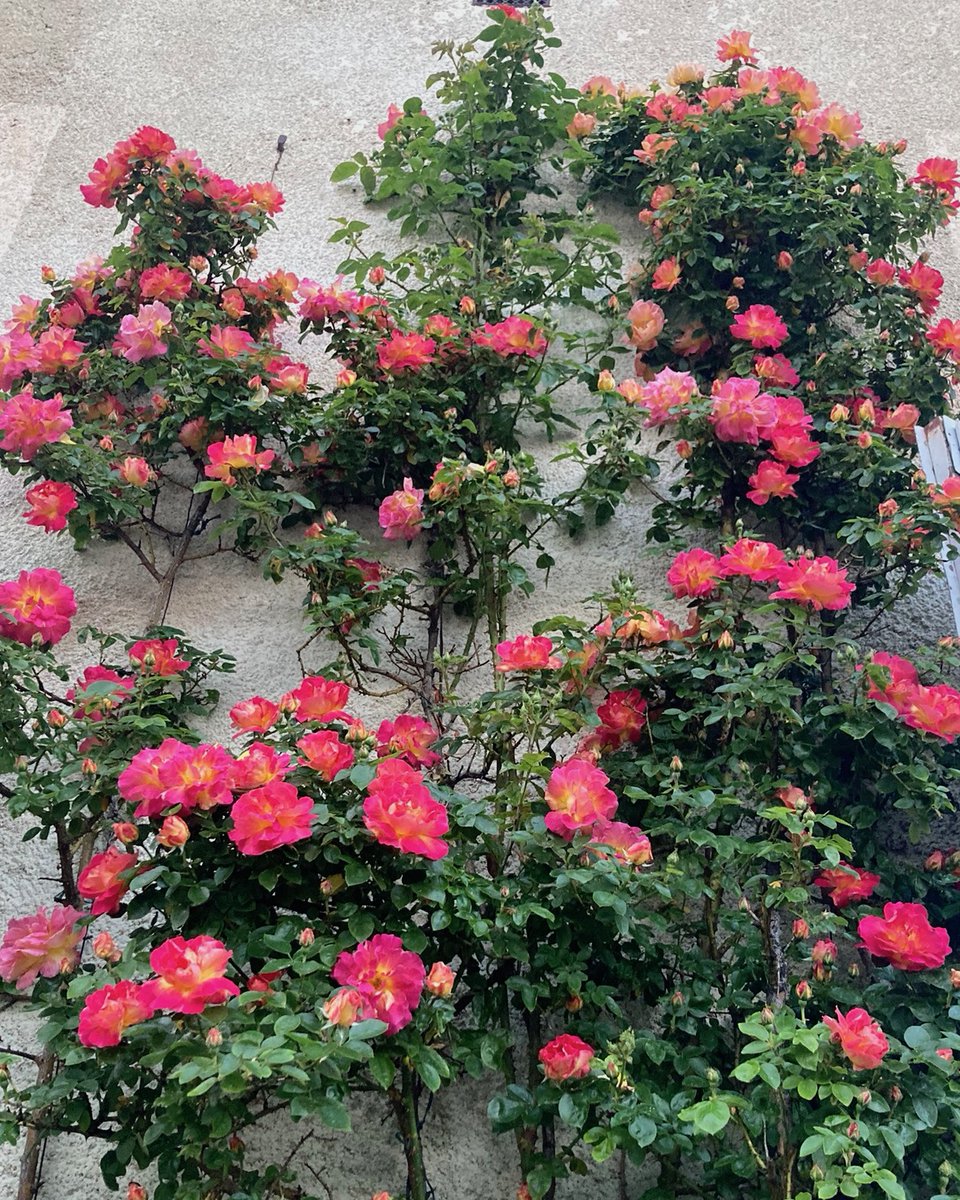LaCroze63's tweet photo. Aujourd'hui 1er mai, ouverture des Jardins à la visite jusqu'au 1er novembre, tous les jours 10 h-18 h. En juin : 10 h-19 h. Rosier actuellement en pleine floraison ! https://t.co/i7y5boCIJ6