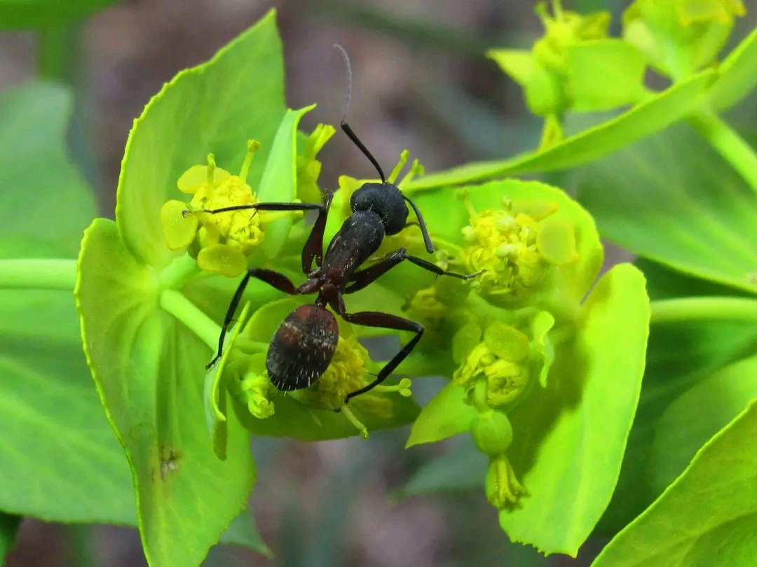 ELAULLIDO1's tweet photo. Nuestra gran hormiga ibérica ('Camponotus cruentatus') ejerciendo de polinizador de flores y descomponedor de materia orgánica, dos papeles ecológicos vitales para la vida de nuestros montes.
ZEC 'El Carrascal'-Red Natura 2000
(Quintanilla de Abajo, Valladolid) https://t.co/H5lbvPKqUG