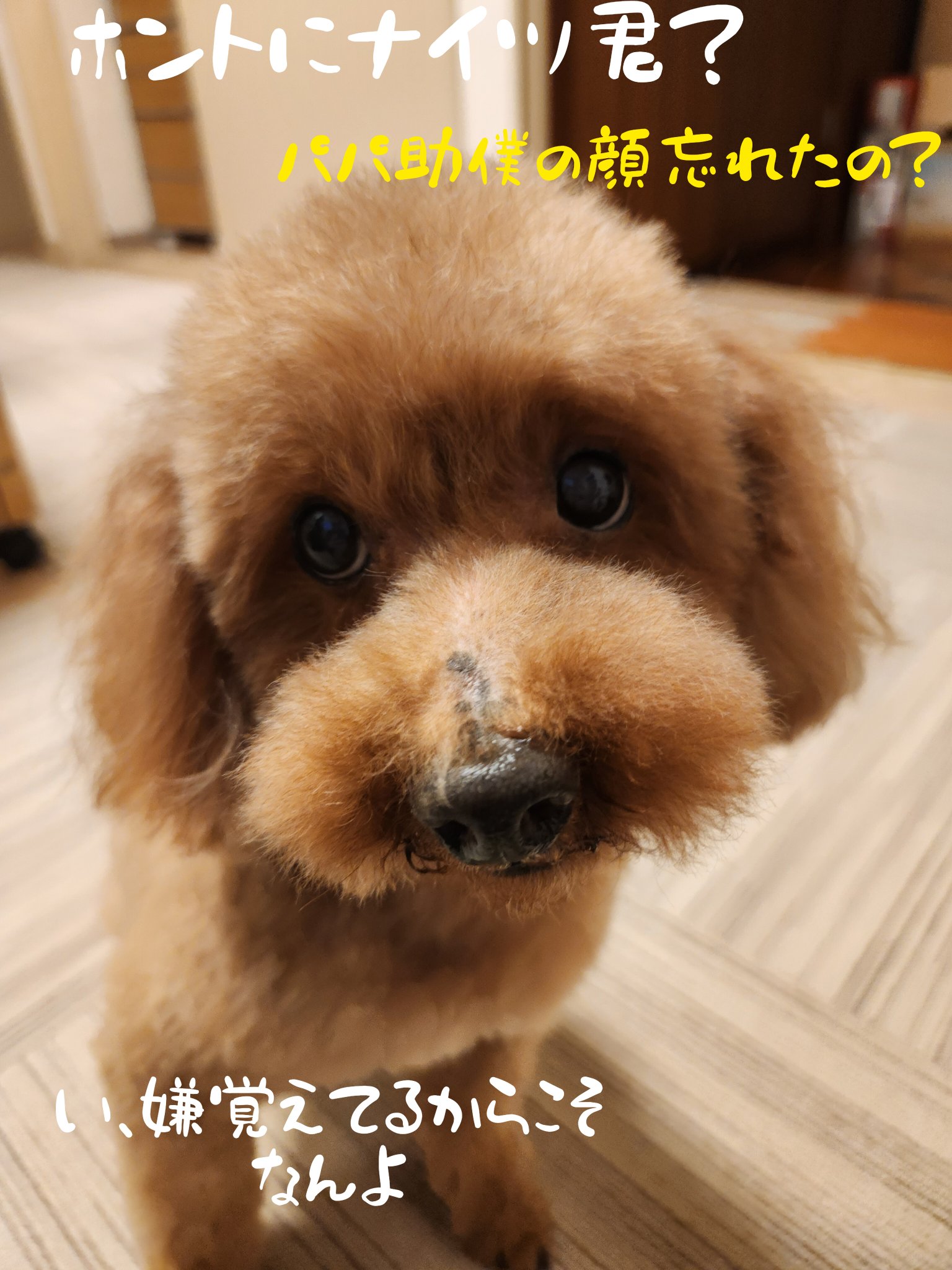 犬まみれ (@19720522Mu) / X 犬まみれ (@19720522Mu) / X