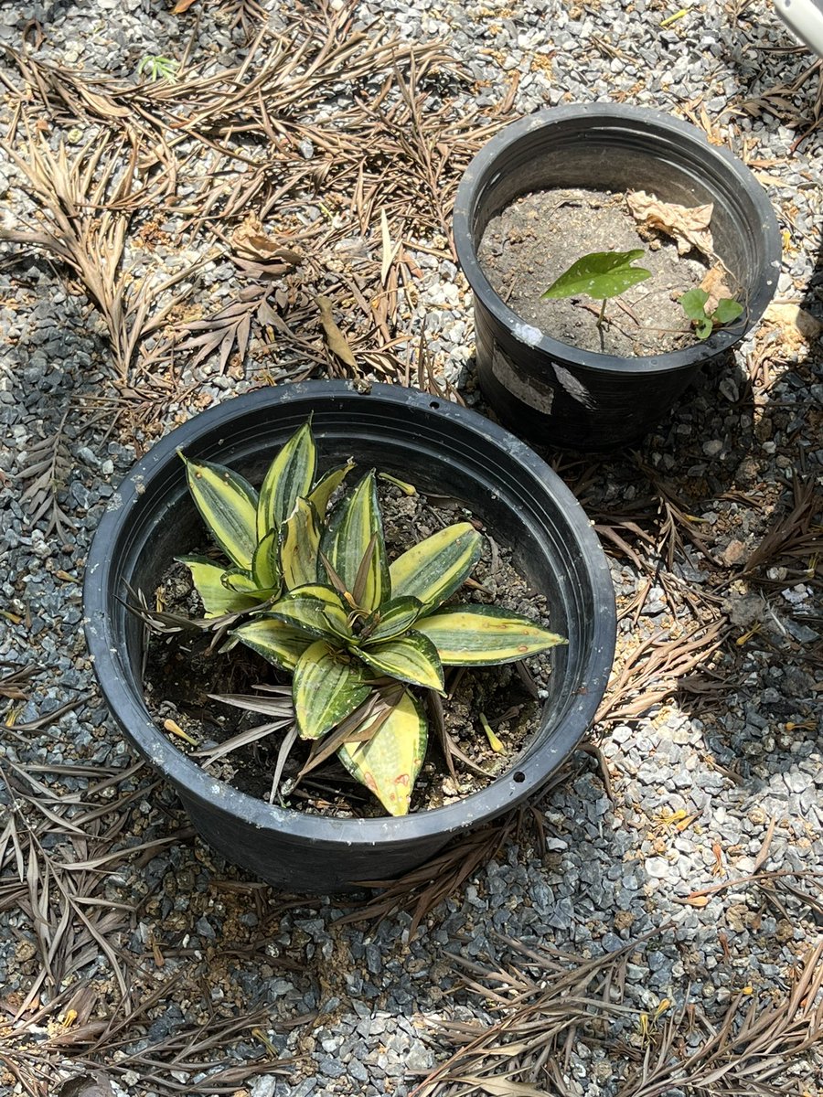 beeaybeehuh's tweet photo. マリーちゃん…? ローズわどこ?? #rensplants #廉の植物 https://t.co/jAbeYaIDDN
