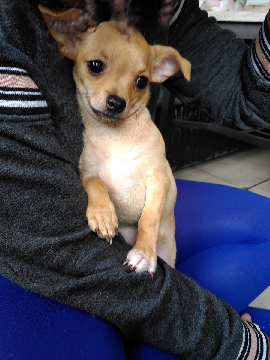 Gr8_Atuin's tweet image. Deux ans déjà. Deux ans que tu es entré dans nos vies. Sweeney, mon Petit Héros. Mon rayon de soleil. 🥰