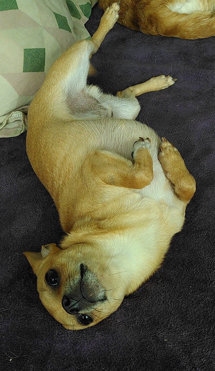 Gr8_Atuin's tweet image. Deux ans déjà. Deux ans que tu es entré dans nos vies. Sweeney, mon Petit Héros. Mon rayon de soleil. 🥰