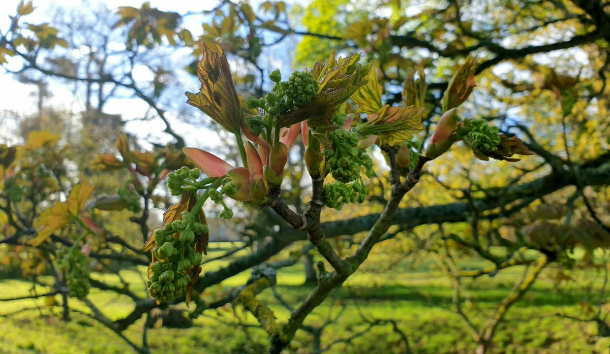 Mighty old sycamore tree coming into bloom. A thing of wonder and hope. Captured on my first of May morning walk.