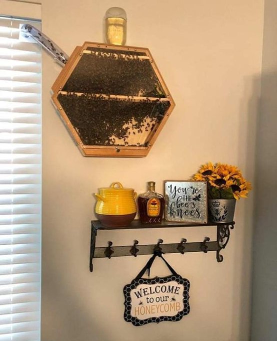 Rainmaker1973's tweet photo. Indoor beekeeping uses an observation hive, a cedar hexagonal box small enough for easy management and big enough to produce enough honey for use in the household. Over the last decade, it has continued to gain popularity among bee keepers across the globe https://t.co/Wm3OcQUkrL https://t.co/2iYXgWHetJ
