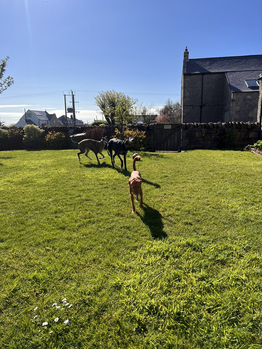 Lovely to have visitors this morning we all had a sniff and play