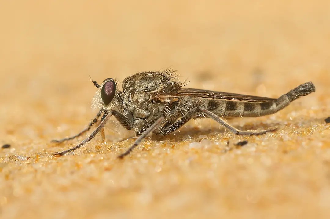 Amila Sumanapala tweet media