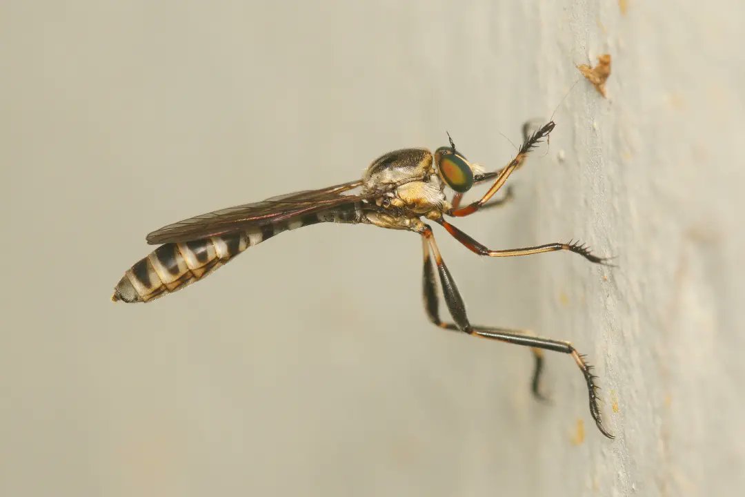 Amila Sumanapala tweet media