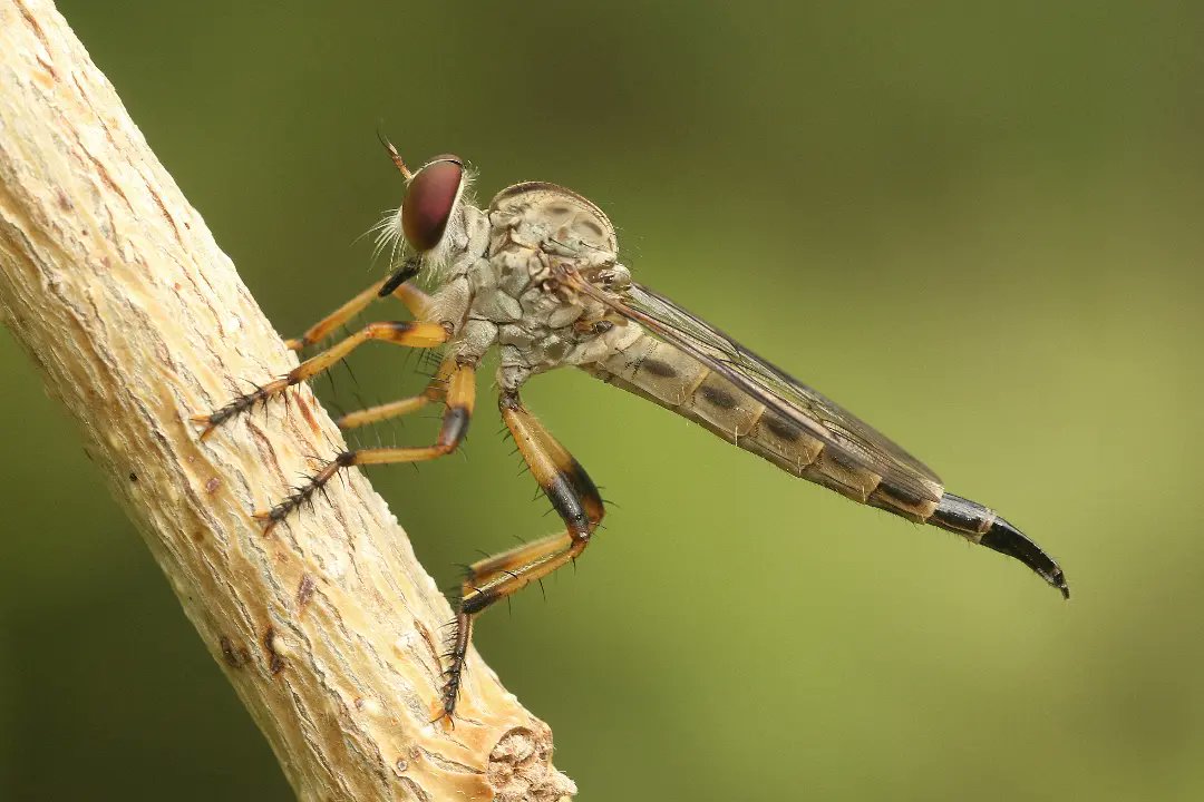 Amila Sumanapala tweet media