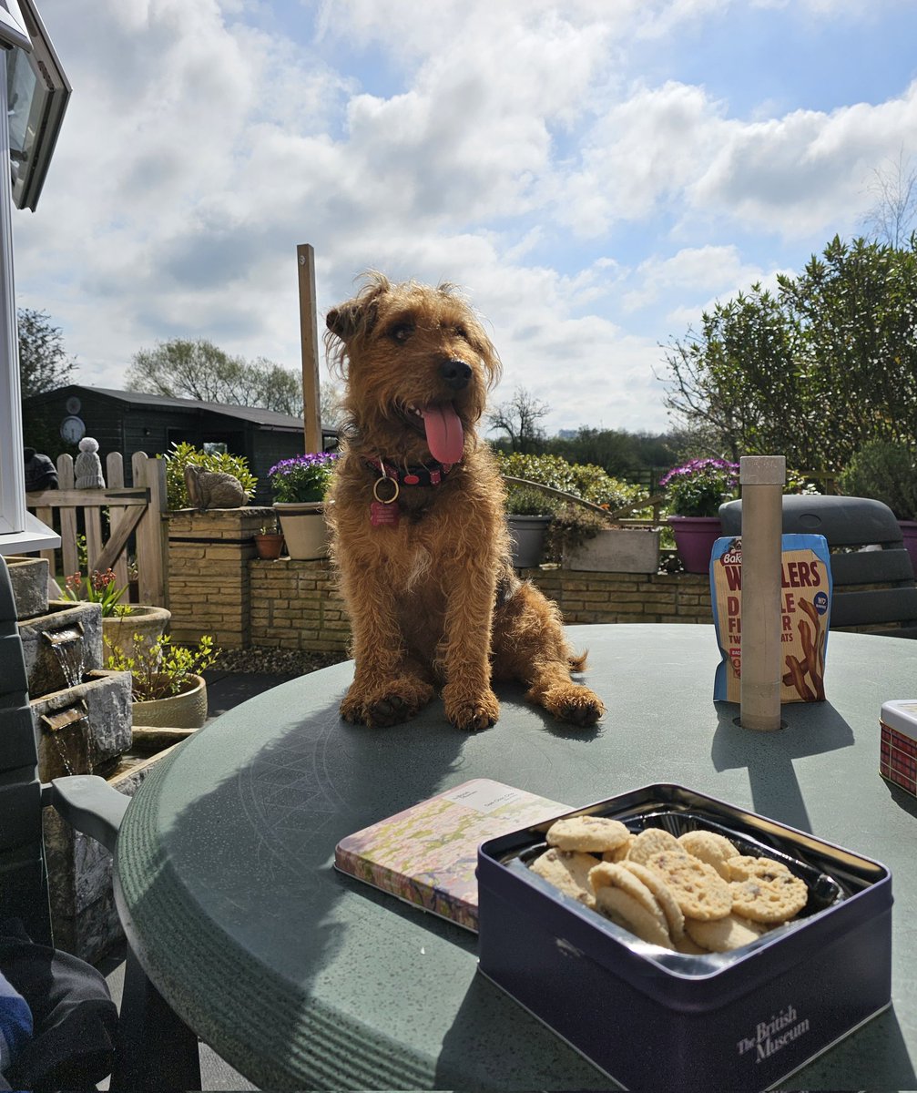 Happy Bank Holiday to all my beautiful friends ❤️ I hope you all have the most wonderful of days. I am going to make sure Dad shares his biscuits with me! ❤️ #DogsofTwittter #Dogsarefamily #lakelandterrier #dogslife #BankHolidayWeekend