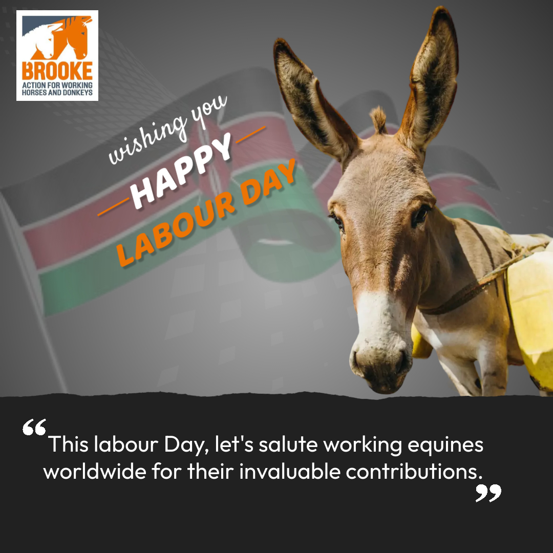 TheBrookeEA's tweet photo. As we celebrate Labour Day, let's remember the hardworking equines who have helped build our cities, transport goods, and serve in many other ways. They deserve our respect and gratitude!
#WorkingEquines #LaborDay2023 https://t.co/VacSqUqf4Q